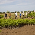 Les femmes de la communautÃ© prÃ©parent un nouveau chargement de plants de mangrove, qui sera transportÃ© de la pÃ©piniÃ¨re jusqu'au lieu de plantation.