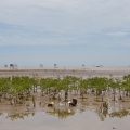 Ã marÃ©e basse devant le village de DA LOC. Monsieur NGHI: "Le programme mangrove a permis de rÃ©duire la vulnÃ©rabilitÃ© de la communautÃ©, c'est aussi une opportunitÃ© pour sensibiliser ses habitants Ã  la protection de l'environnement, et Ã  l'adaptation aux risques naturels..."