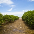 Une mangrove d'un prÃ©cÃ©dent programme de reforestation, qui a atteint sa maturitÃ©.