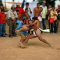 wayuu029