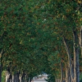 margaux011