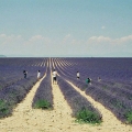 Valensole, Alpes de Haute-Provence