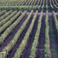 yquem016